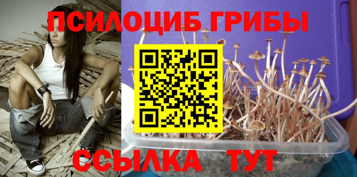 Псилоцибиновые грибы Psilocybine cubensis  Галлюциногенные грибы Psilocybe  Вход с VPN  Михайловка 
